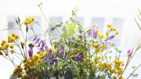 Odla.nu blomsterfröer