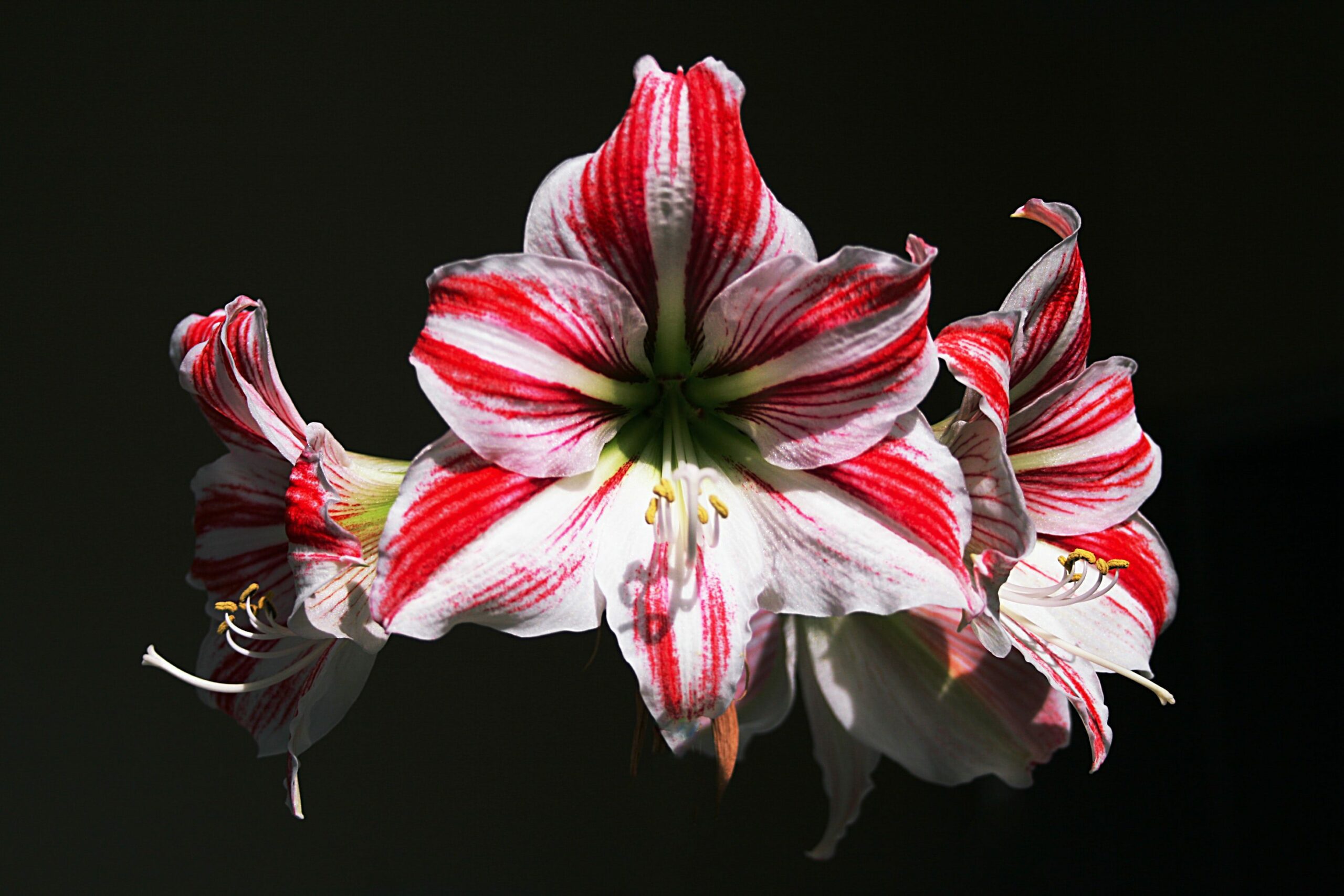 Amaryllis