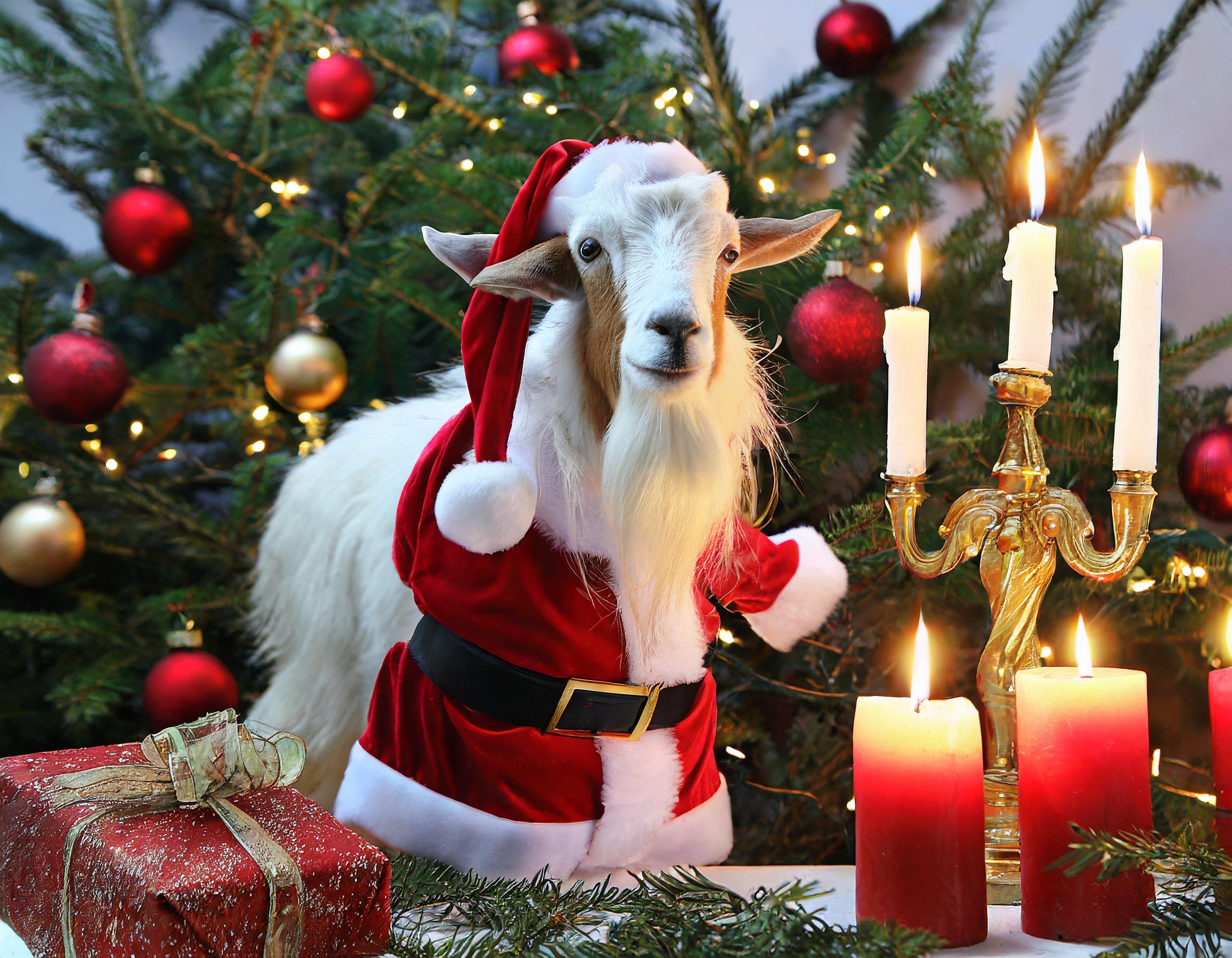 Firefly En bild med julbocken, tomten, julgran och adventsljus. 93414