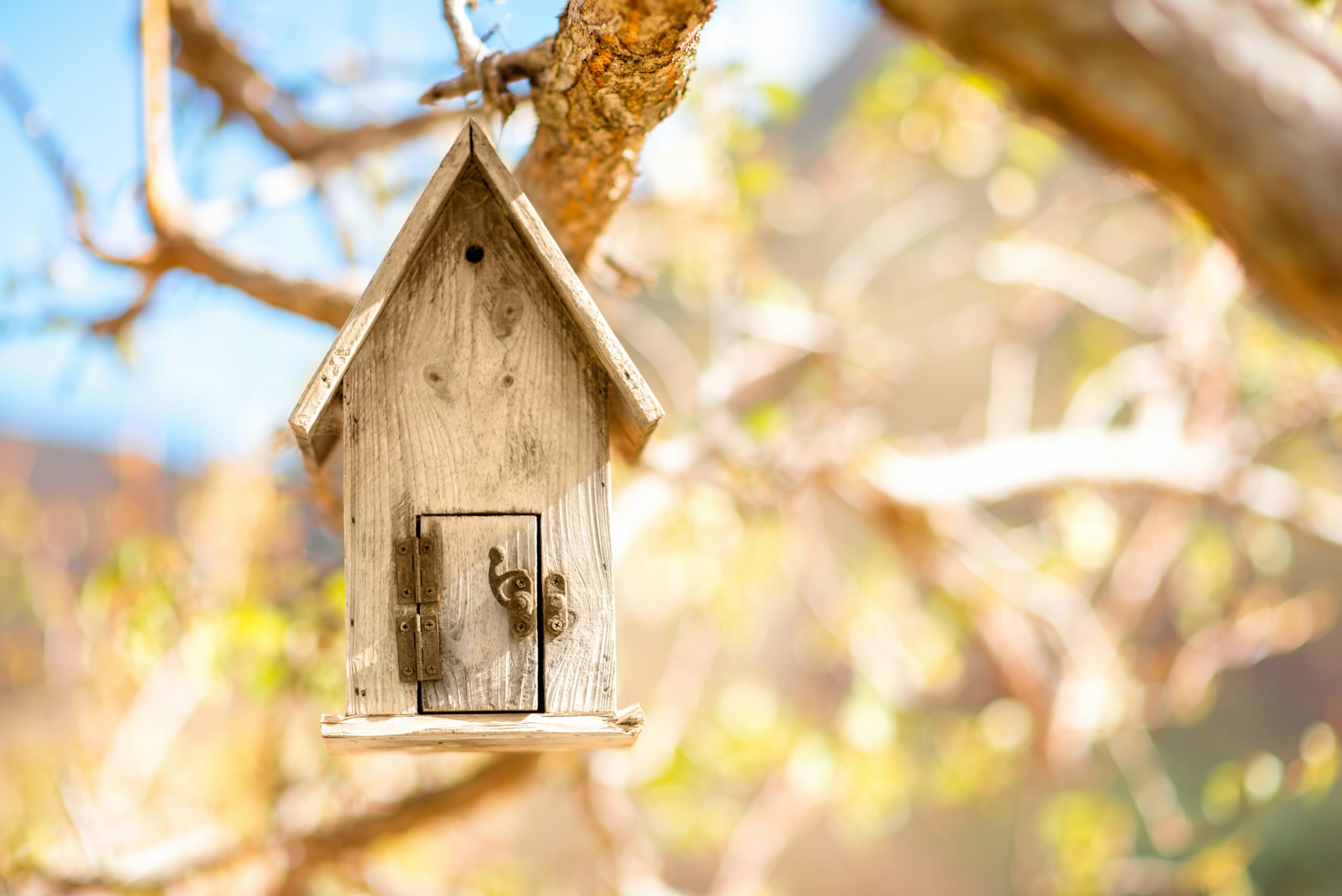 birdhouse-on-the-tree-2023-11-27-05-10-22-utc-min (1)