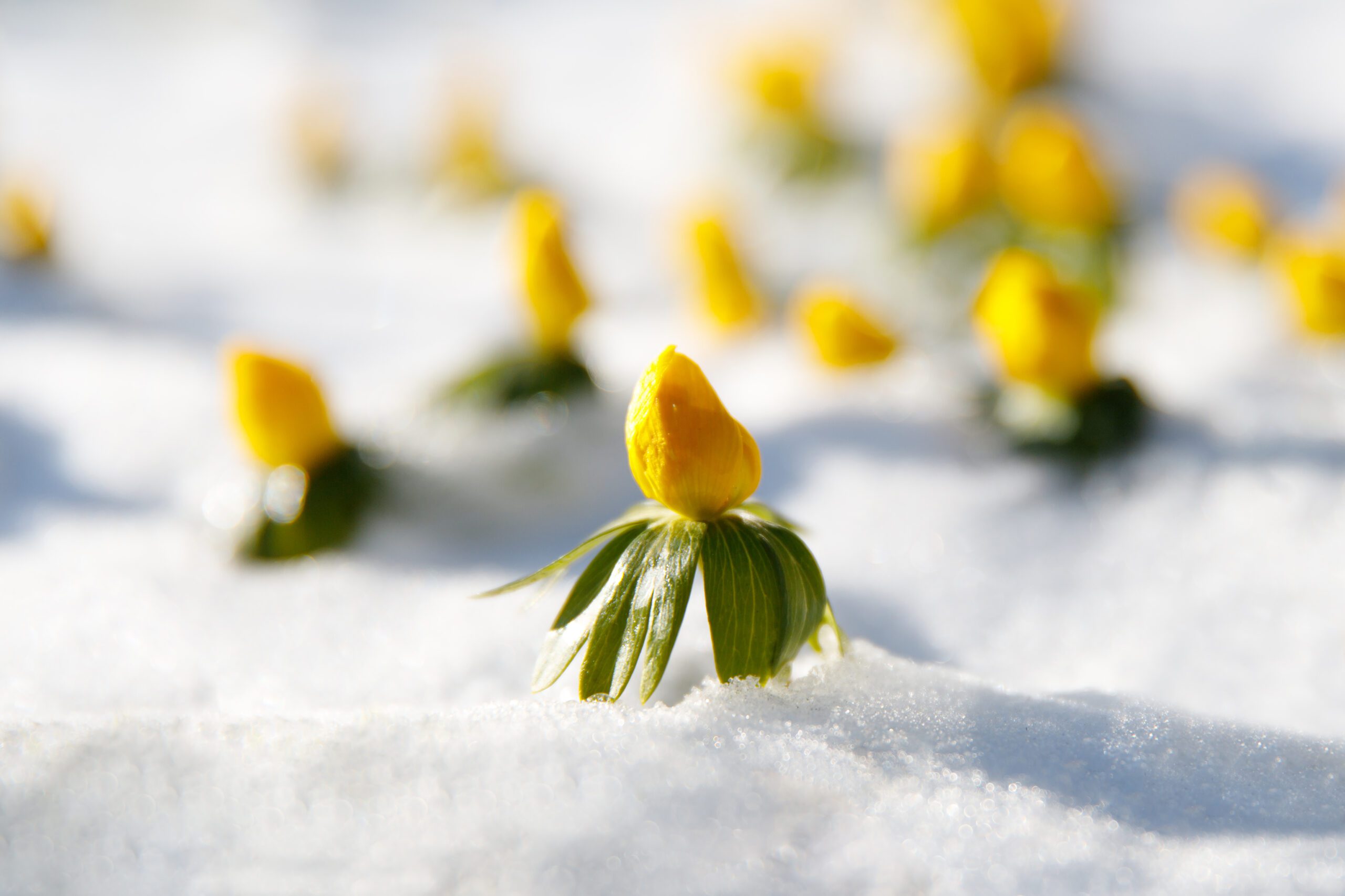 blooming yellow flowers Primroses appeared from under the snow